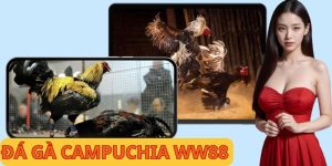 Đá Gà WW88 - Nền Tảng Cho Trải Nghiệm Uy Tín Năm 2026