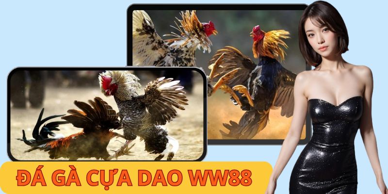 Đá Gà Cựa Dao - Siêu Phẩm Cá Cược Đẳng Cấp Nhất 2026