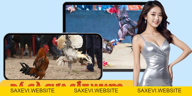 Đá Gà Cựa Sắt WW88 - Cập Nhật Thông Tin Chuẩn Nên Biết